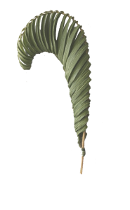 Woven Palm Nautilus